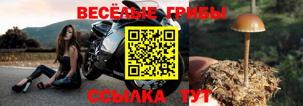Псилоцибиновые грибы Psilocybe Луга
