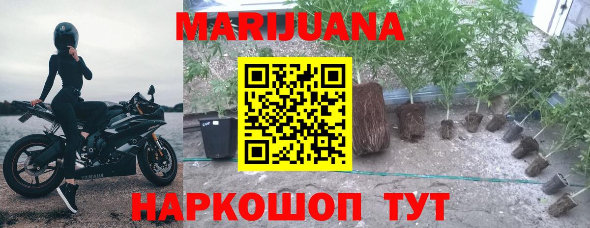 Луга  Бошки марихуана Bruce Banner  Канабис план  Вход с VPN  Канабис планчик  Каннабис планчик 